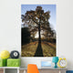 Autumn Colors In Greenwich Park With Back-Lit Tree Wall Mural