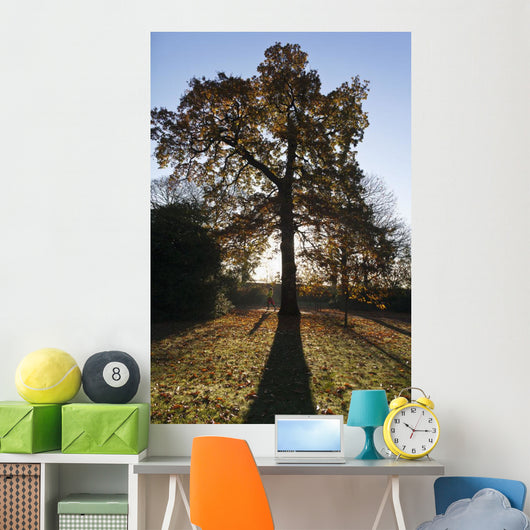 Autumn Colors In Greenwich Park With Back-Lit Tree Wall Mural