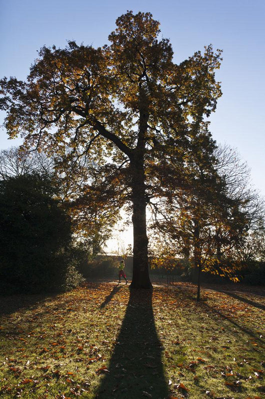 Autumn Colors In Greenwich Park With Back-Lit Tree Wall Mural