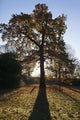 Autumn Colors In Greenwich Park With Back-Lit Tree Wall Mural