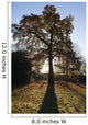 Autumn Colors In Greenwich Park With Back-Lit Tree Wall Mural