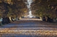 Autumn Leaves On Path In Greenwich Park Wall Mural