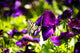 spring butterfly Wall Mural