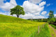 Tree Spring Field Wall Decal