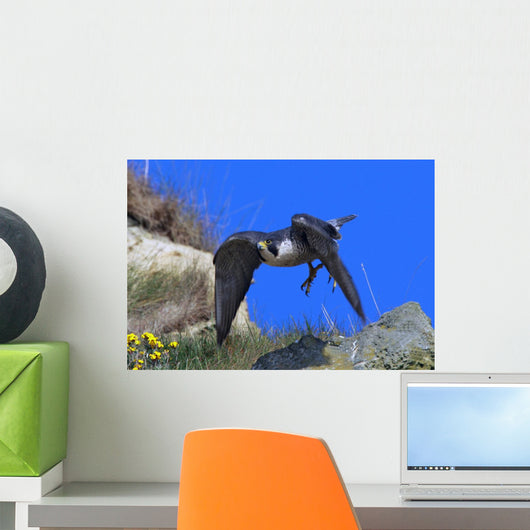 Peregrine Falcon Wall Mural