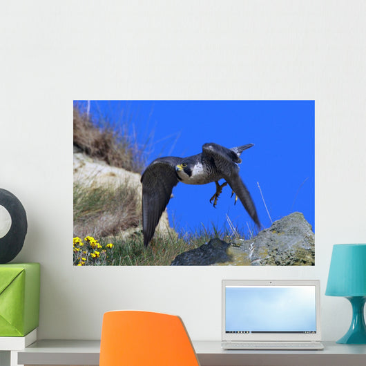 Peregrine Falcon Wall Mural