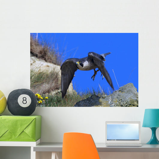 Peregrine Falcon Wall Mural