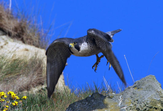 Peregrine Falcon Wall Mural
