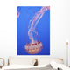 Jellyfish In Aquarium Wall Mural