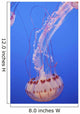 Jellyfish In Aquarium Wall Mural