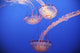 Jellyfish In Aquarium Wall Mural