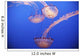 Jellyfish In Aquarium Wall Mural