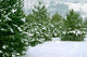 Christmas Trees 1 Wall Mural
