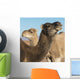 Two camels and a blue sky Wall Mural