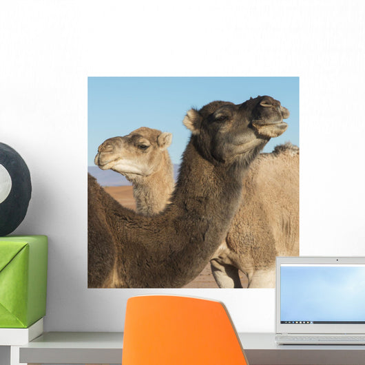 Two camels and a blue sky Wall Mural