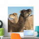 Two camels and a blue sky Wall Mural