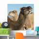 Two camels and a blue sky Wall Mural