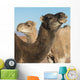 Two camels and a blue sky Wall Mural
