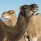 Two camels and a blue sky Wall Mural