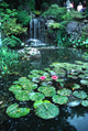 Lily pond Wall Mural