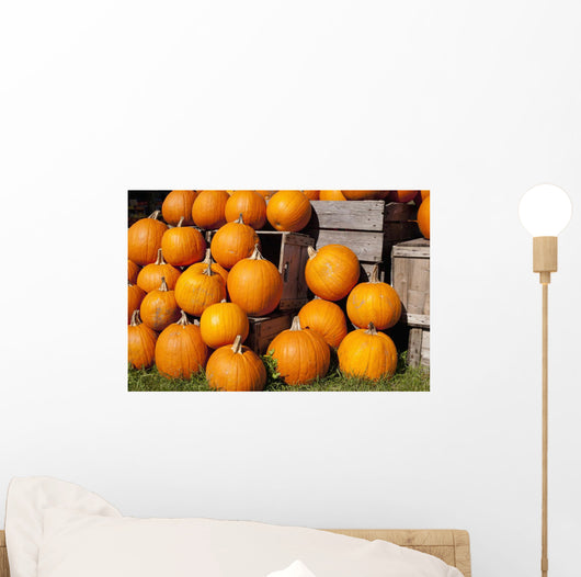 Pumpkins in a pile;Granby quebec canada Wall Mural