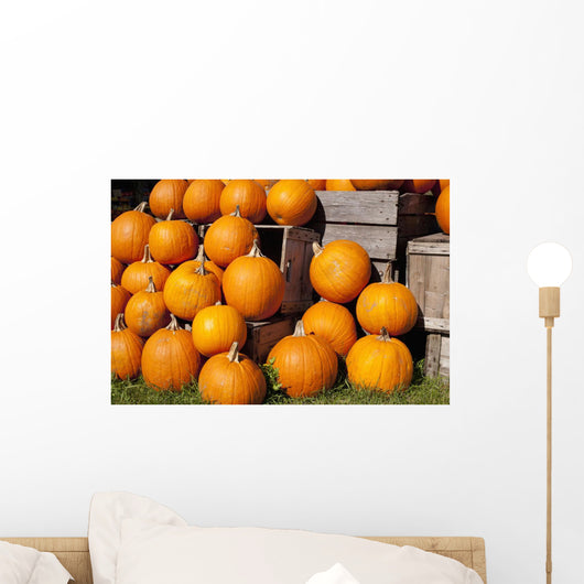 Pumpkins in a pile;Granby quebec canada Wall Mural