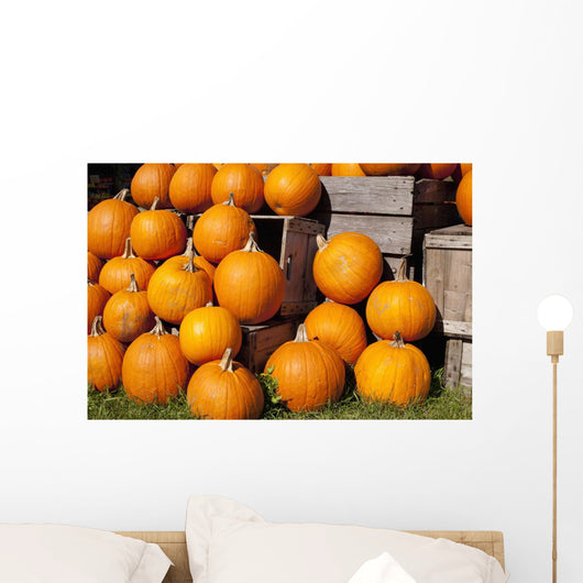 Pumpkins in a pile;Granby quebec canada Wall Mural