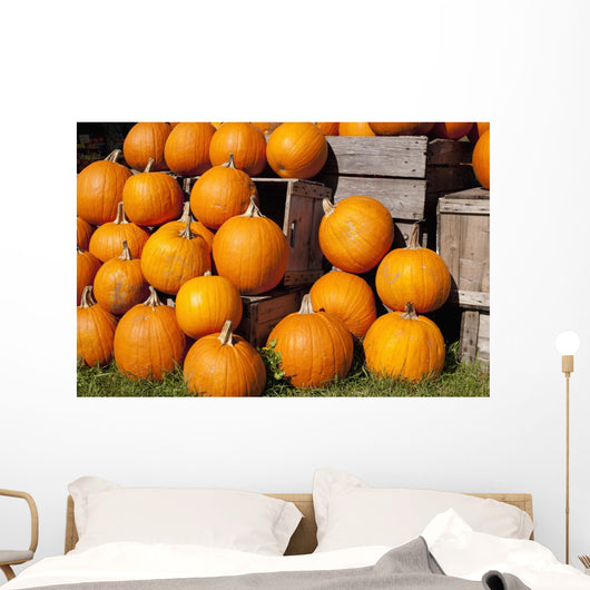 Pumpkins in a pile;Granby quebec canada Wall Mural