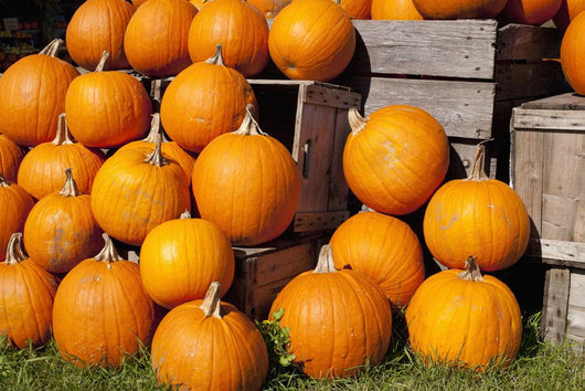 Pumpkins in a pile;Granby quebec canada Wall Mural