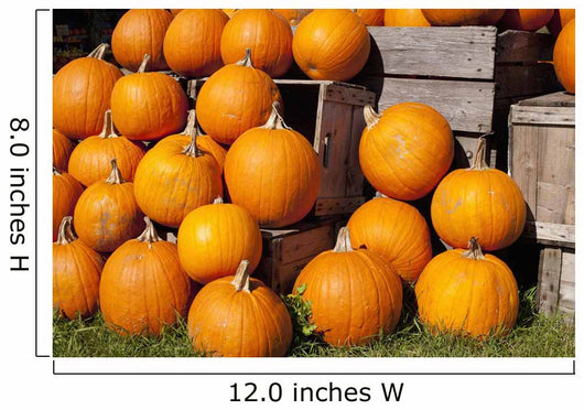 Pumpkins in a pile;Granby quebec canada Wall Mural