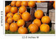 Pumpkins in a pile;Granby quebec canada Wall Mural