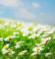 Daisy Field Wall Decal Design 2