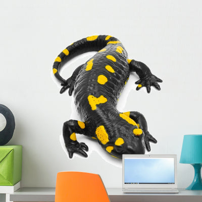 Salamander Wall Decal shown on a wall