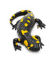 Salamander Wall Decal