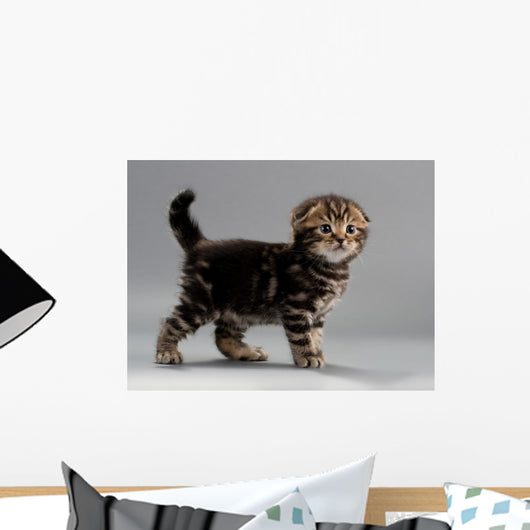 Male Kitten Scottish Fold Wall Decal