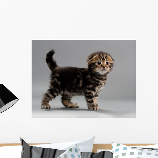 Male Kitten Scottish Fold Wall Decal