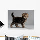Male Kitten Scottish Fold Wall Decal