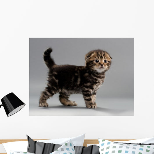 Male Kitten Scottish Fold Wall Decal