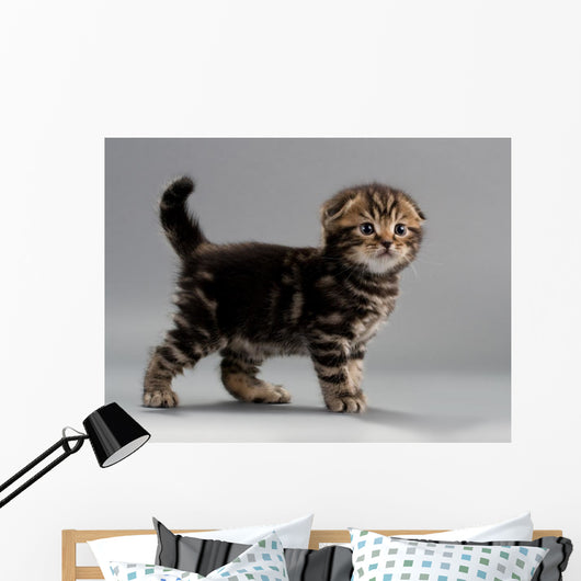 Male Kitten Scottish Fold Wall Decal