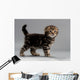 Male Kitten Scottish Fold Wall Decal