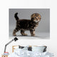 Male Kitten Scottish Fold Wall Decal