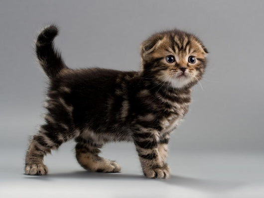Male Kitten Scottish Fold Wall Decal