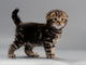 Male Kitten Scottish Fold Wall Decal