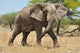 Elephant Wall Mural