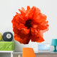 Red popy. Wall Decal