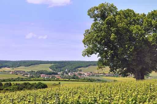Bligny Seen from Lime Wall Decal