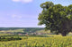 Bligny Seen from Lime Wall Decal