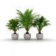 3 flower pots with palm trees Wall Decal