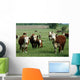 baby hereford calf Wall Mural