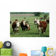 baby hereford calf Wall Mural